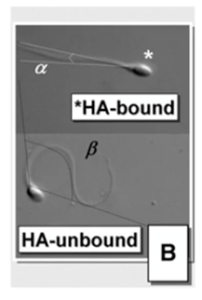 ha bound unbound