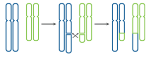 pgd-reciprocal-translocations