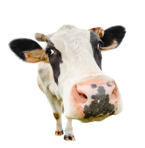 cow